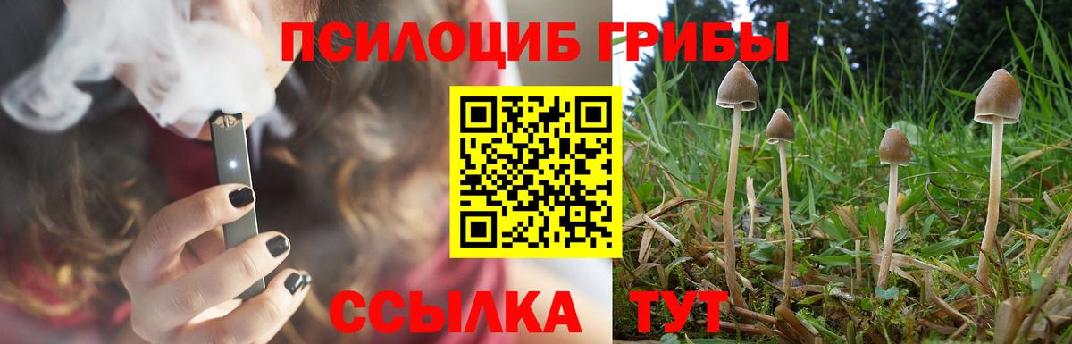 Будённовск  Галлюциногенные грибы Cubensis  Вход с VPN 
